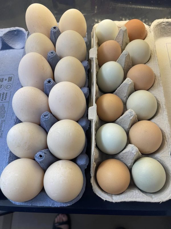 Farm Fresh Eggs