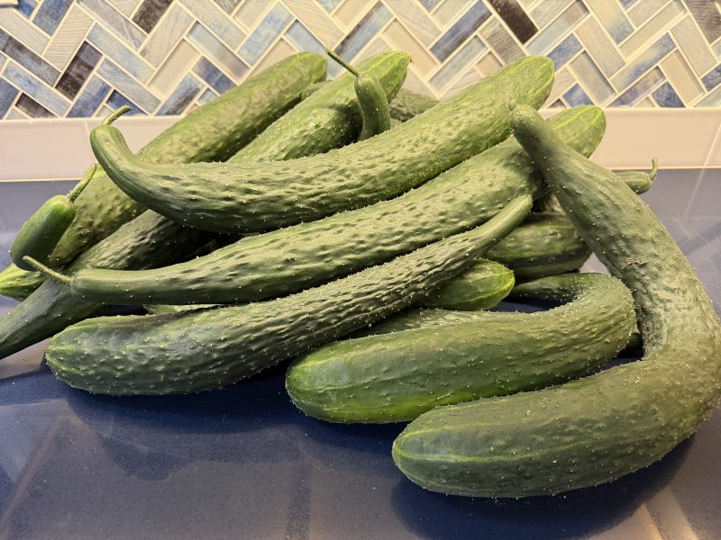 Cucumber